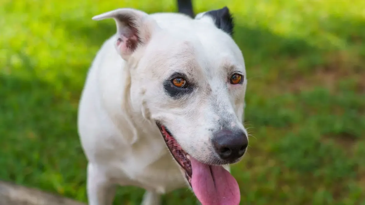 A leashed dog standing rigid with wide eyes and a lowered head near another dog