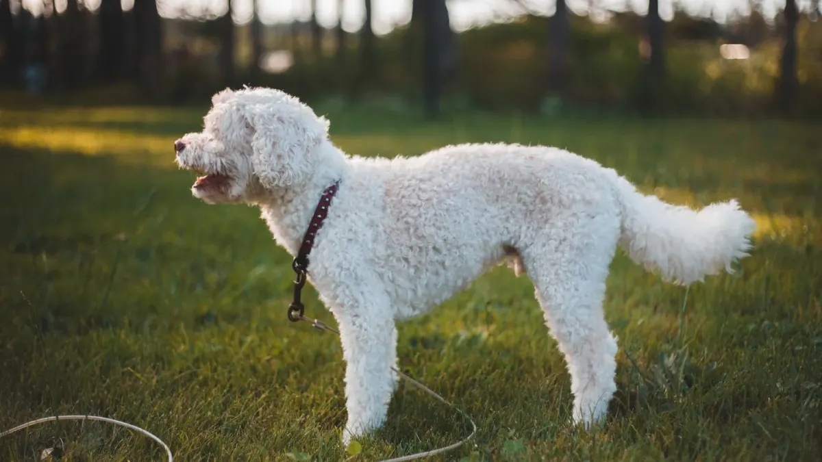 A leashed dog standing stiffly with ears pinned, watching something off-camera