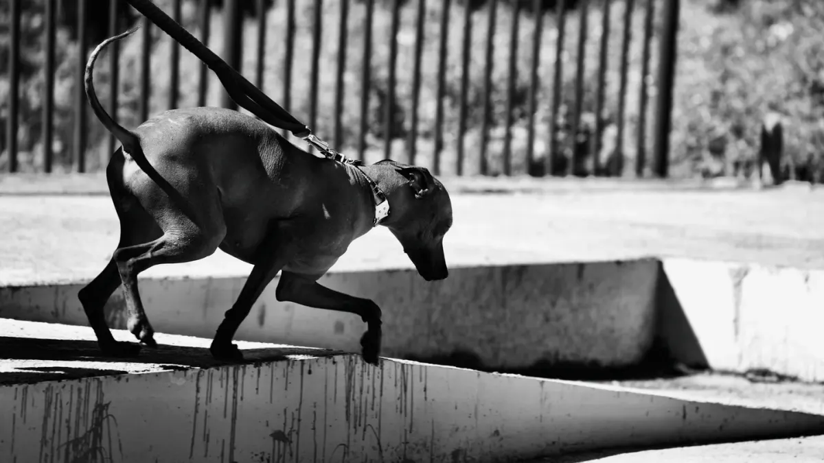 A leashed dog straining forward and barking at another dog passing on the sidewalk