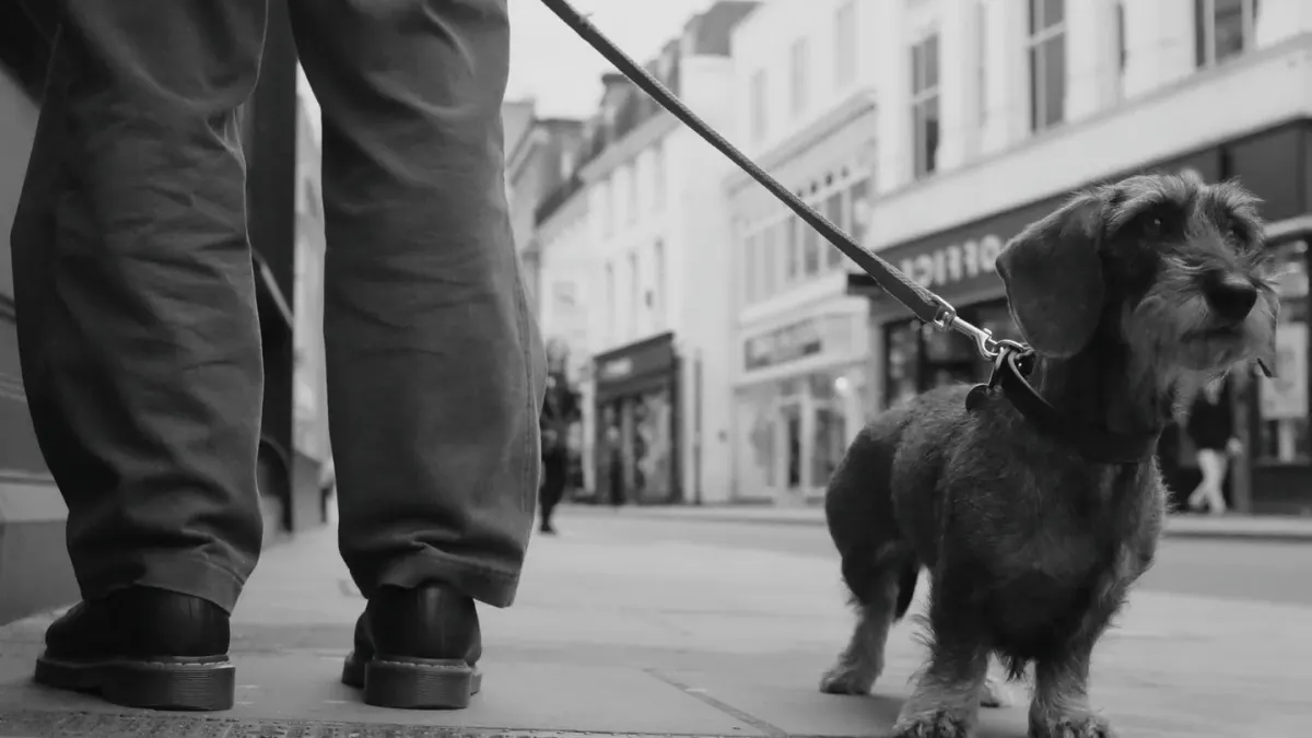 A leashed dog walking calmly past a parked bicycle on a sidewalk