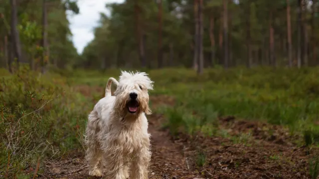 A male dog sniffing and lifting his leg against a tree trunk during a walk