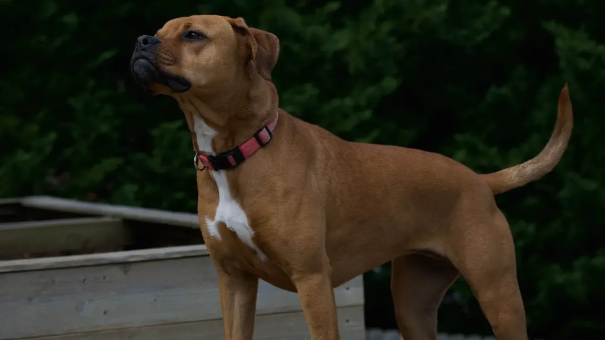 A medium-sized dog mid-leap over a wooden backyard fence
