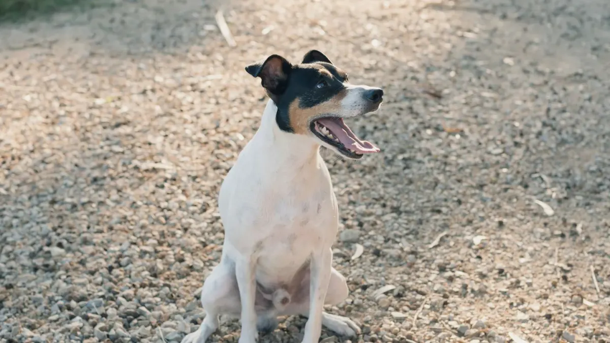 A medium-sized dog standing alert with mouth open mid-bark in a backyard