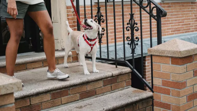 A mixed-breed dog on a leash walking beside its owner on a paved sidewalk
