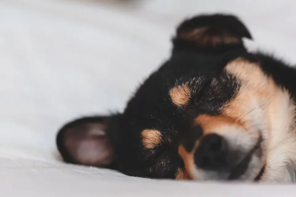 A puppy asleep on a dog bed after an active play session