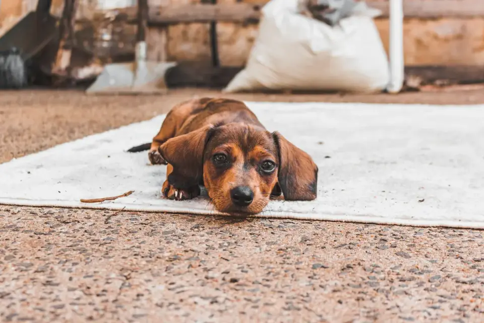 A relaxed dog lying on a rug in a quiet living room