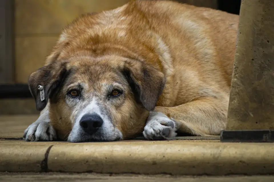 A senior dog lying down calmly on a porch after a walk