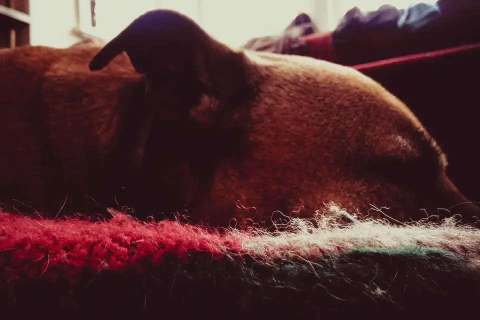 A senior dog resting on a dog bed a few feet from a family couch