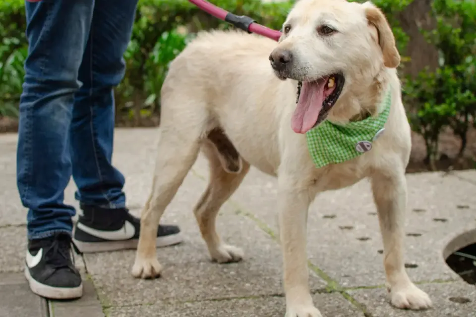 A senior dog walking calmly on a leash along a neighborhood sidewalk