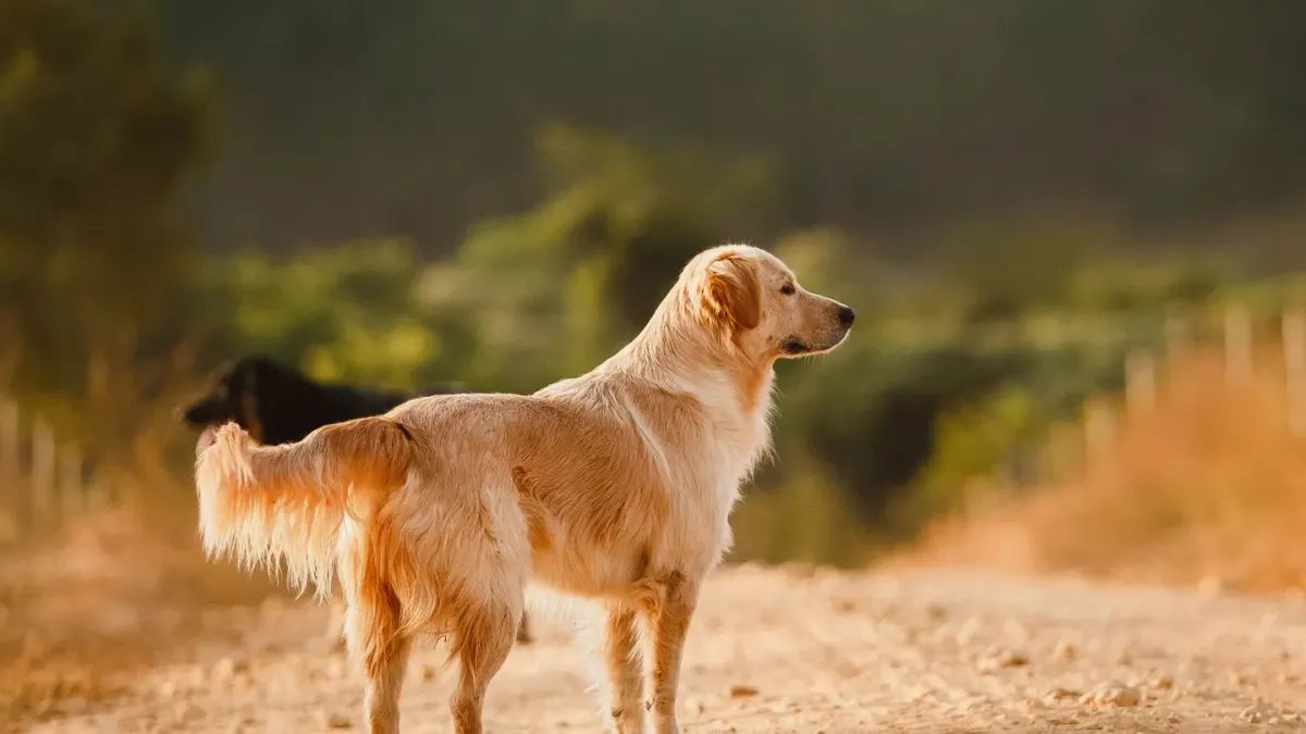 A senior golden retriever lying on an orthopedic bed near a sunlit window