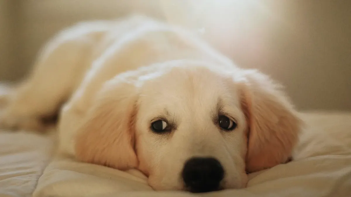 A senior golden retriever pushing up from a dog bed onto hardwood flooring