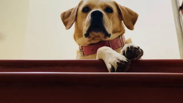 A senior golden retriever standing at the bottom of a staircase