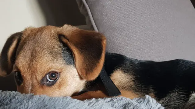 A small dog lying calmly on a couch near a rain-streaked window