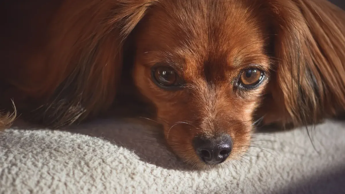 A small dog resting calmly against its owner's chest on a living room couch