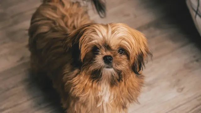 A small dog standing near an interior doorway, sniffing the baseboard