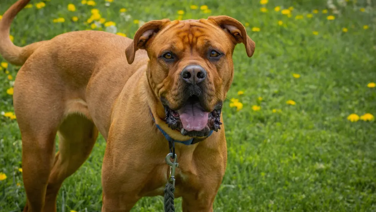 A small terrier and a large mastiff standing together on grass