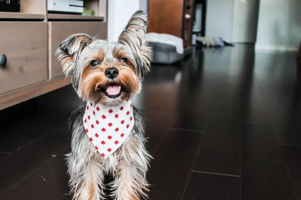 A small terrier dog sniffing the floor near a coffee table after snack time