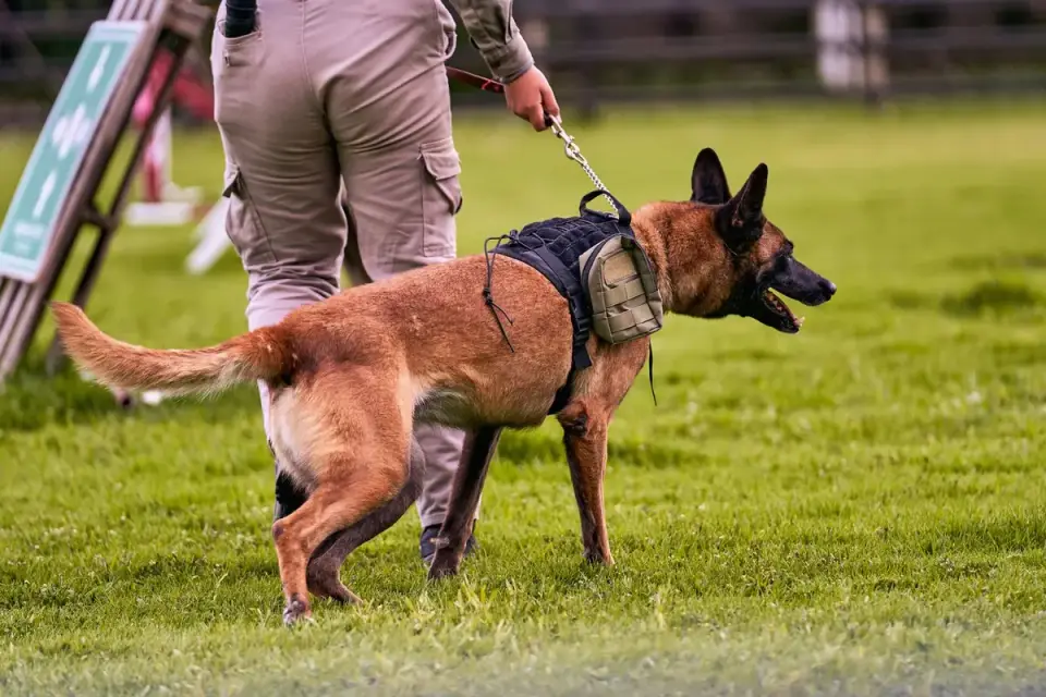 A trainer working at a distance with a leashed, alert dog