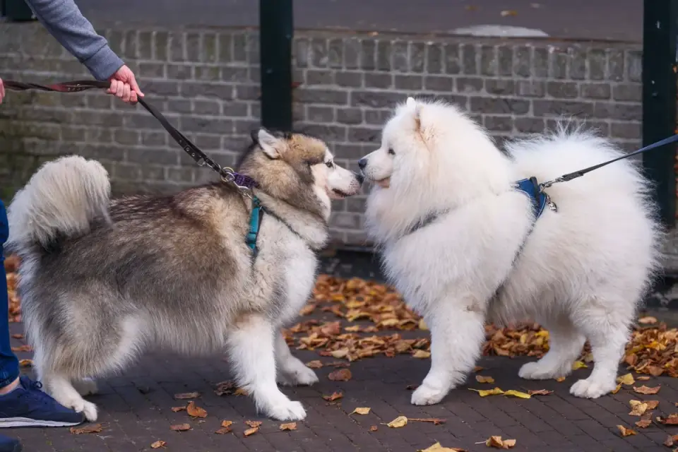 A trainer working one-on-one with a leashed dog at a calm distance from a trigger