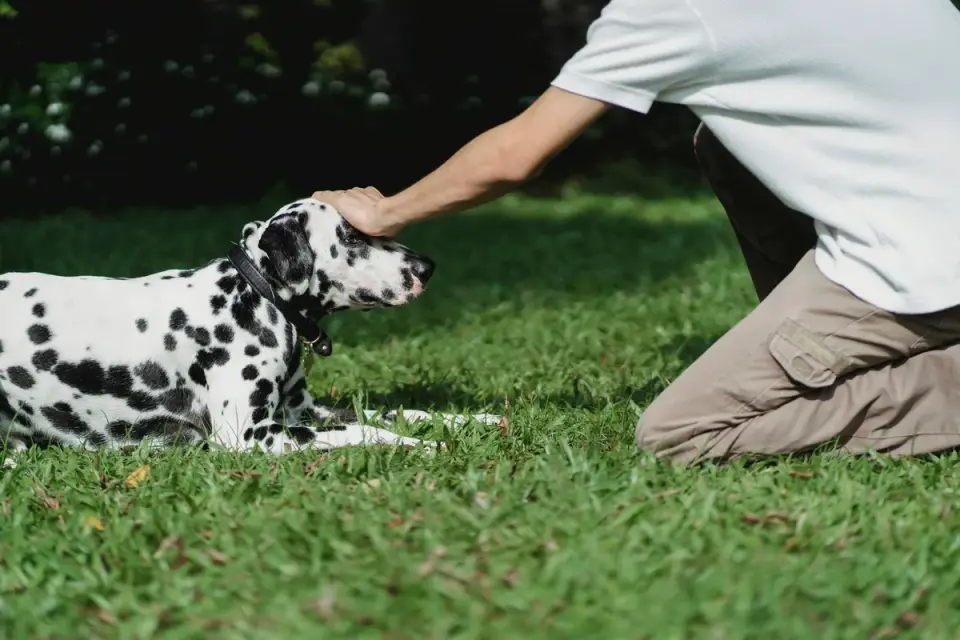 A veterinarian checking hip and joint mobility on a dog during an exam