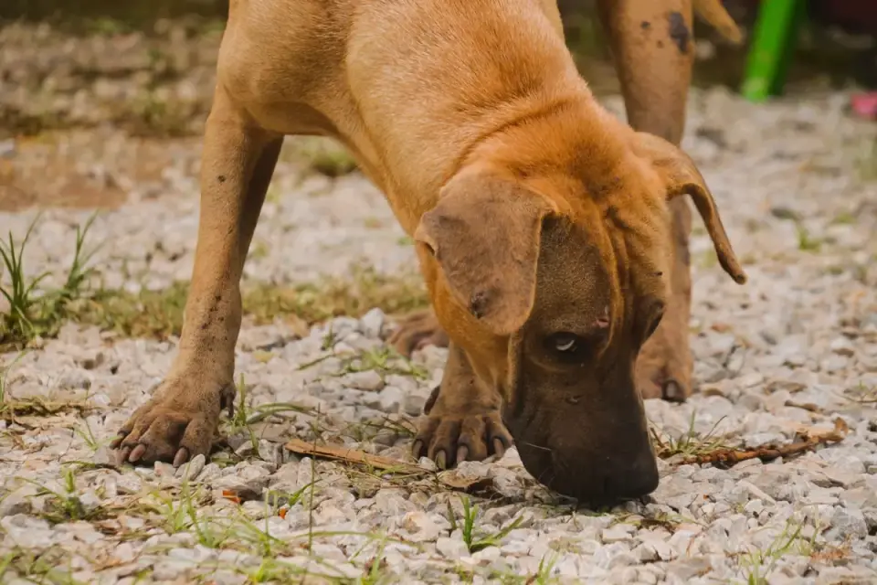 A veterinarian gently examining a dog's front leg