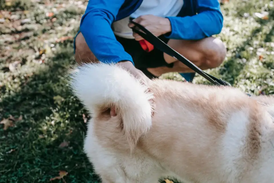 A veterinarian gently examining a dog's hind leg during a wellness exam