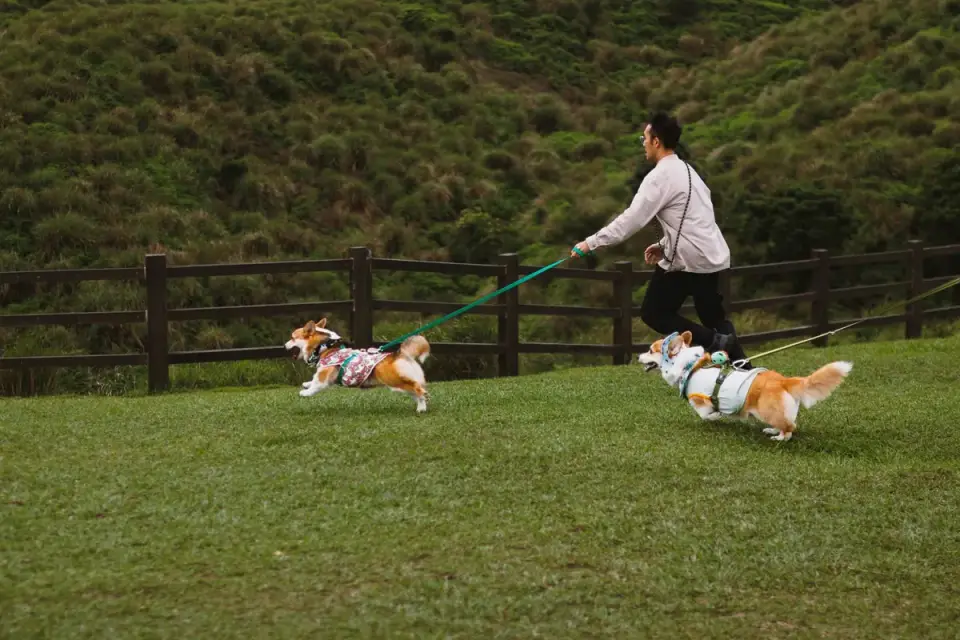 A woman walking an energetic dog on a leash in the early morning
