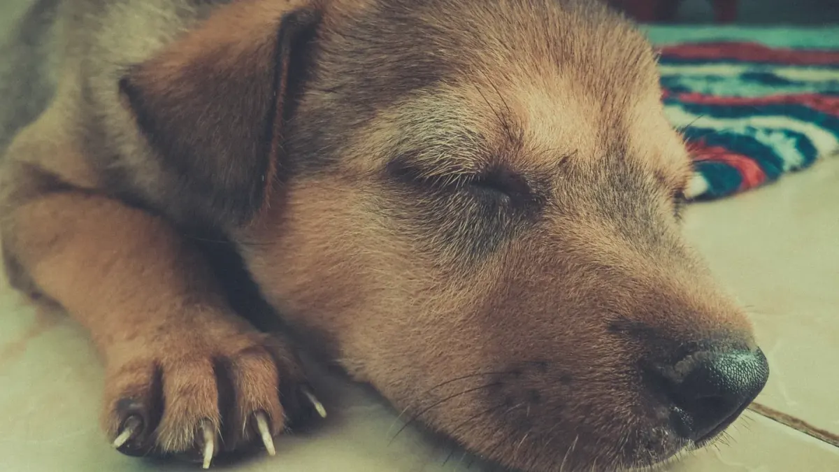 A young puppy curled up asleep inside a crate with a soft blanket