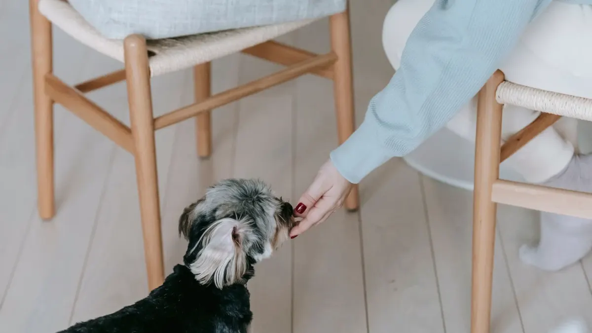 A young puppy gently mouthing a person's hand during a play session