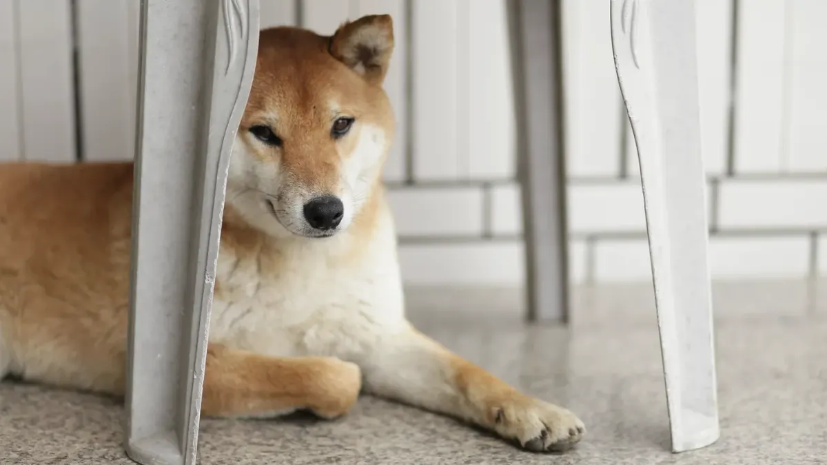 Adult dog gnawing on the leg of a wooden chair in a living room