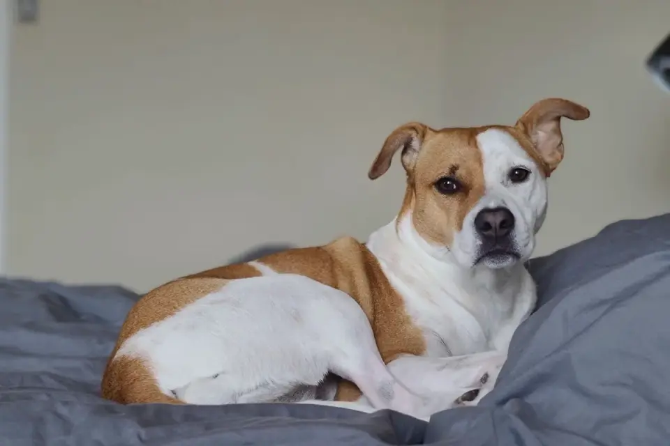 Adult dog lying calmly on a bed in a quiet room