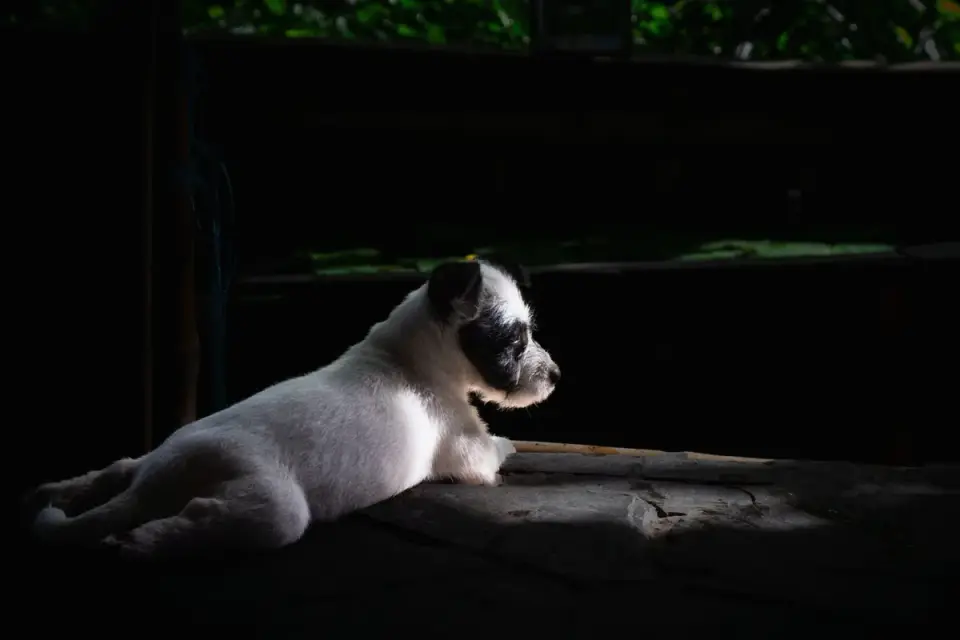 An older dog dozing in a patch of sunlight during the day