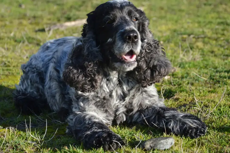 An older dog resting in shade on grass after a walk