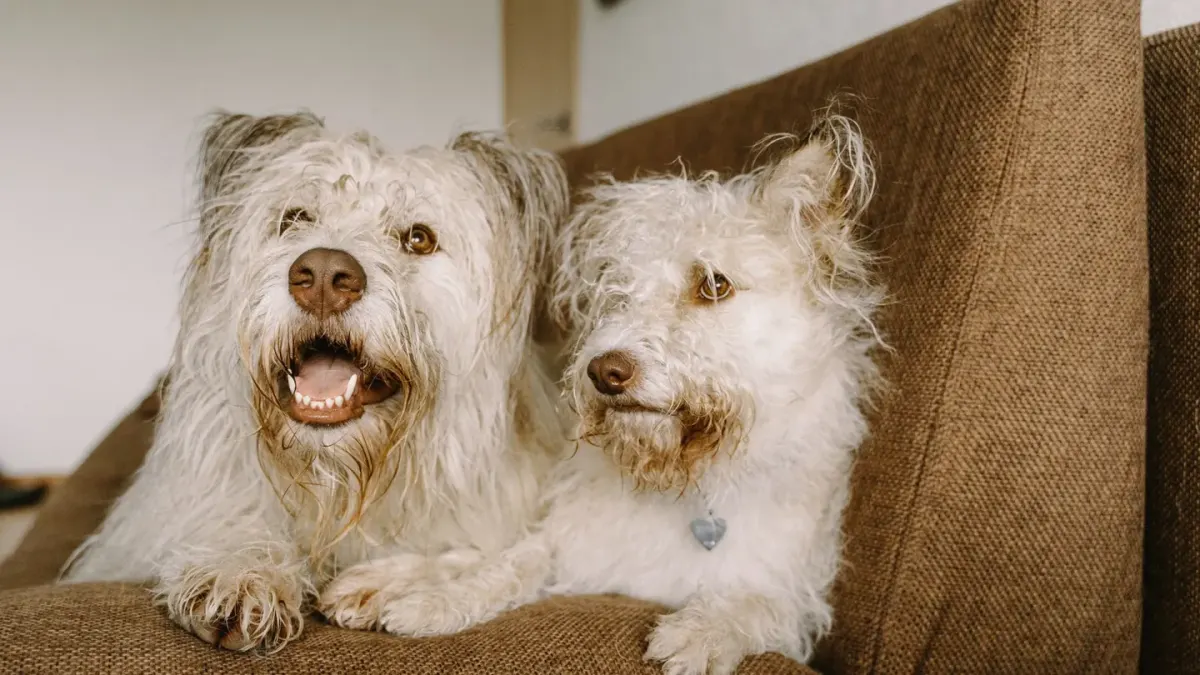 An older dog standing alert and unsettled in a dim living room