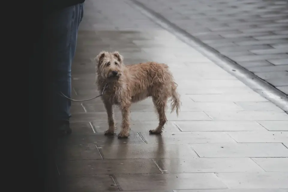 An older dog walking slowly beside its owner on a flat sidewalk