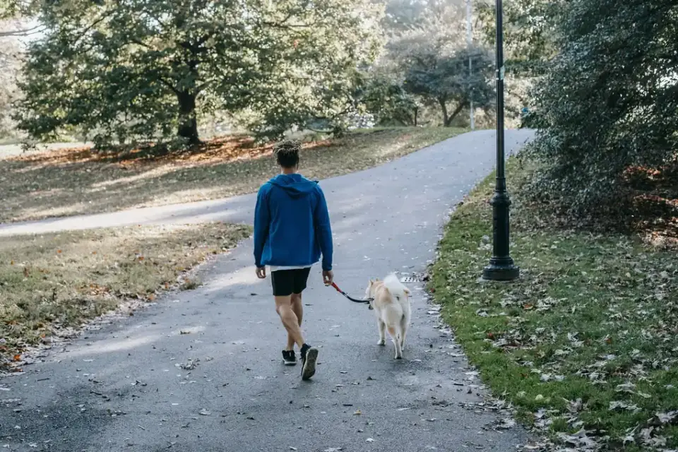 An owner and dog walking together along a park path at sunset