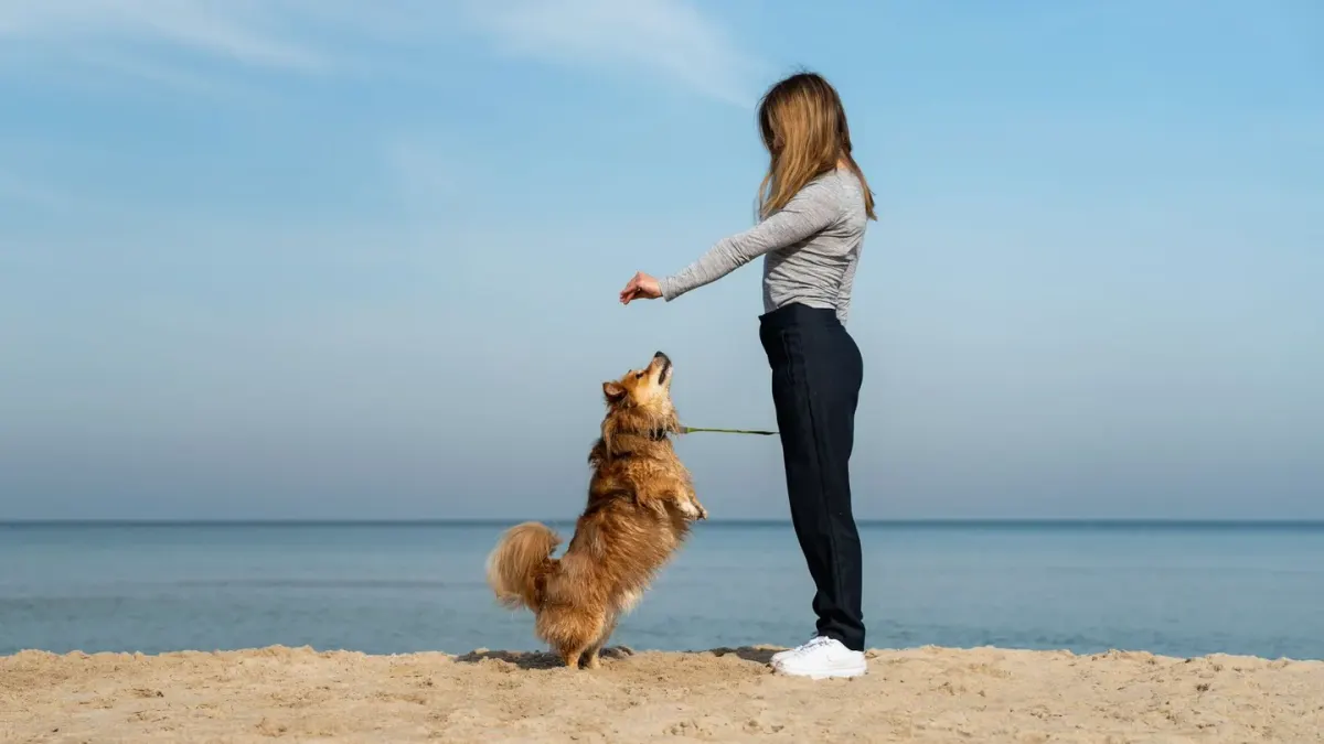 An owner crouching to offer treats to a nervous dog outdoors
