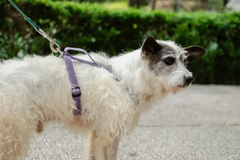 An owner practicing a loose-leash training exercise with a dog in a backyard