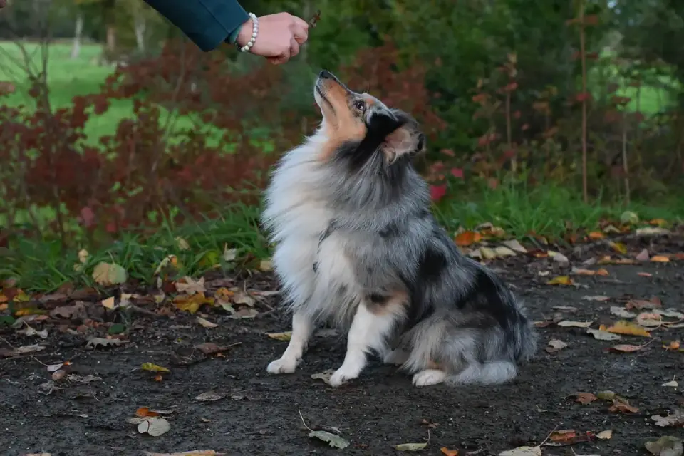 An owner rewarding a dog during a calm training session in a backyard