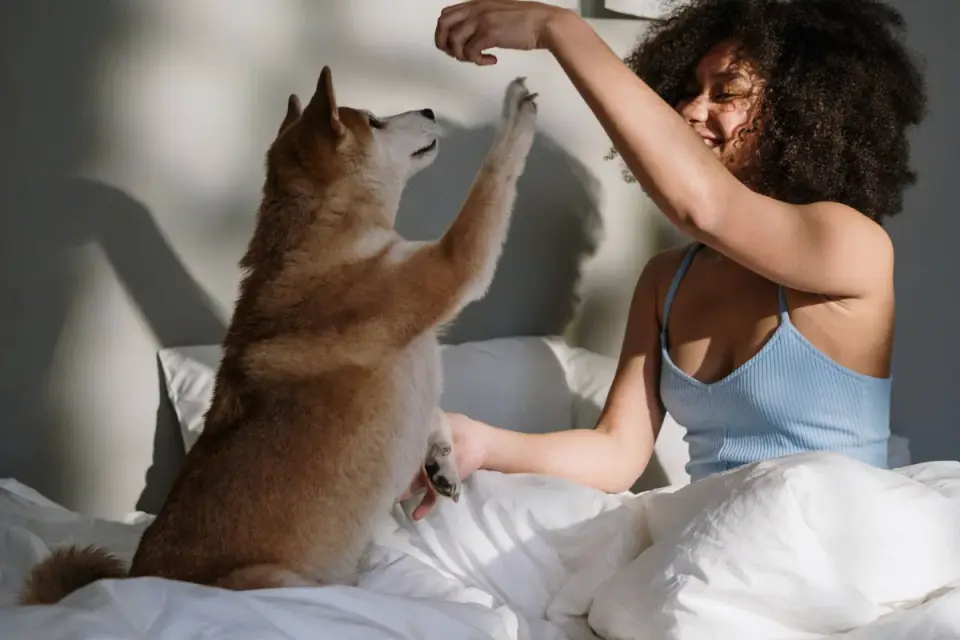 An owner scattering a few treats near a dog bed in a quiet room