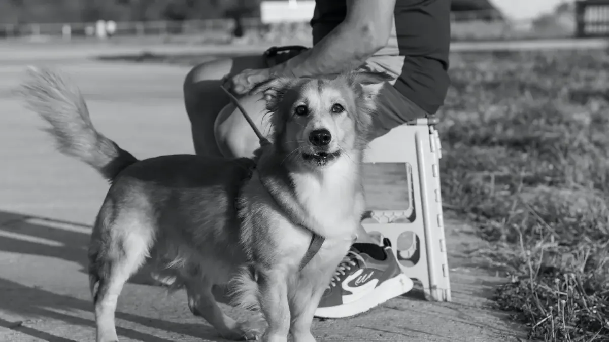 Attentive dog with an owner