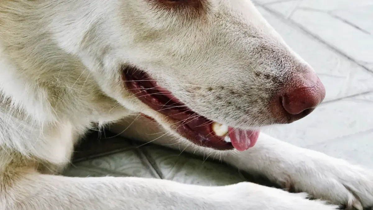 Close-up of a dog's face with the whites of the eyes visible in a sideways glance