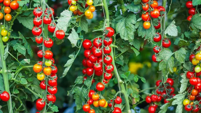 Clusters of ripe red tomatoes hanging on a vine in a home garden