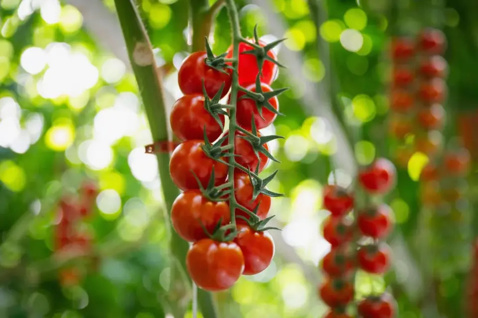 Clusters of ripe red tomatoes hanging on a vine in a home garden