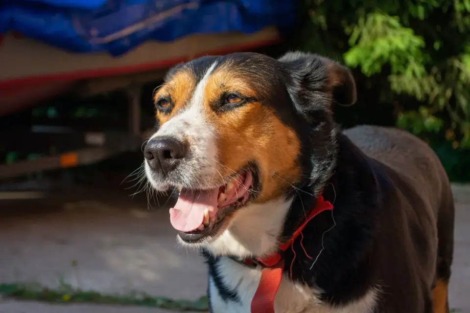 Dog barking outdoors