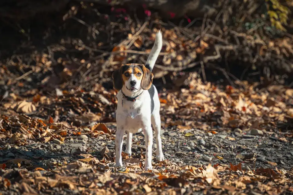 Dog barking outdoors