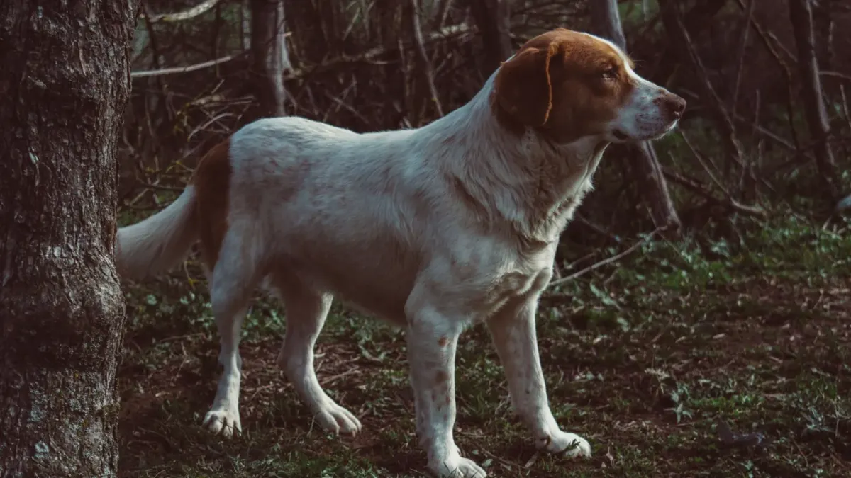 Dog barking outdoors