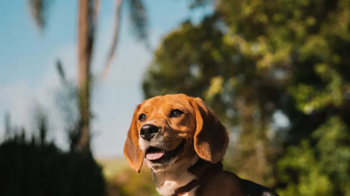 Dog barking outdoors