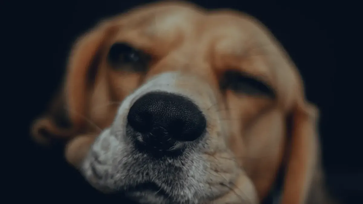 Dog close to a bowl