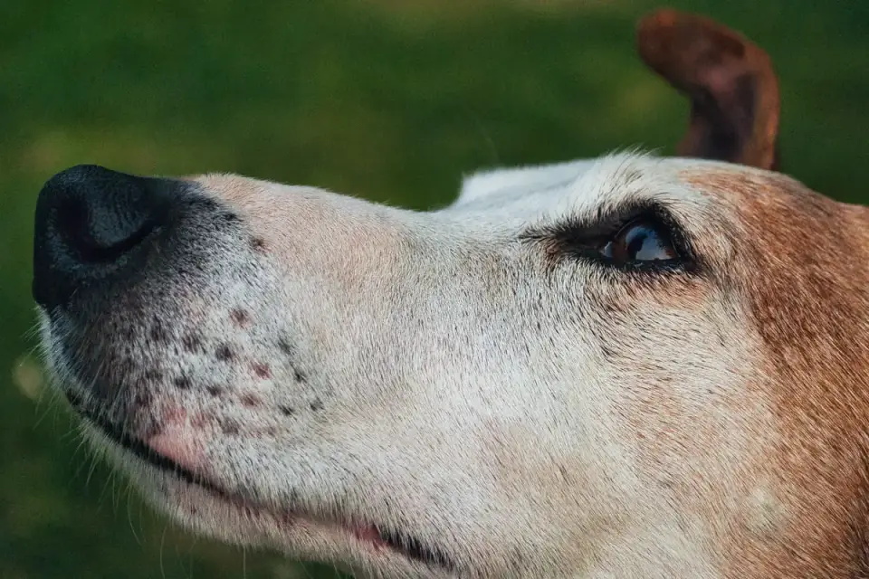 Dog close to a bowl